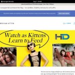 Americankitten.com Daily Passwords